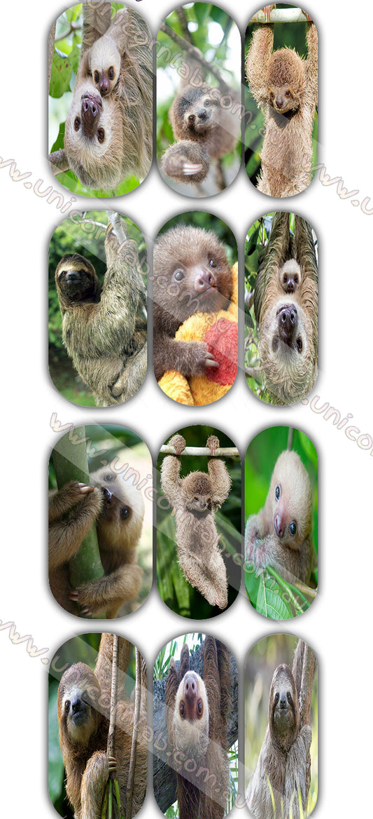 Sloth Waterslide Decals waterslide decal